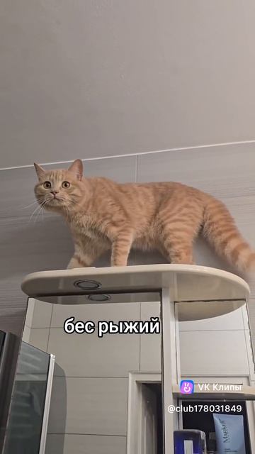 vkclips_20260511095110