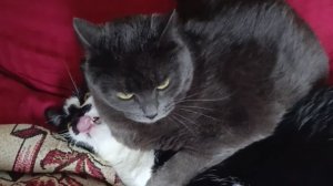 Кот Барсик и кошечка Дарси брат и сестра.
