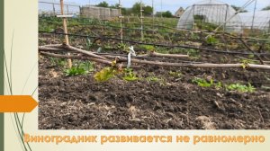 Виноградник медленно восстанавливается после морозов. Развитие побегов на 11 мая