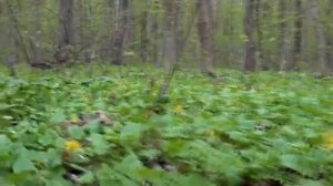 Мощная матрица ГАРЯЕВА. Омоложение и долголетие. Источник видео канал: Tirtha_Relax на YouTube.