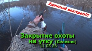 Закрытие охоты на утку (Селезня) 11 05 26