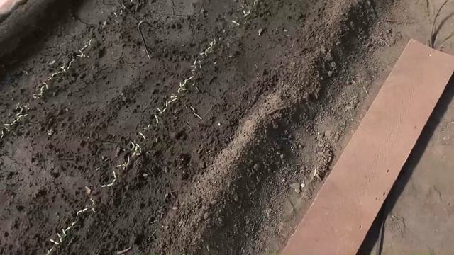 Работы с безрассадными помидорами 12 мая