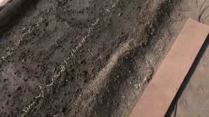 Работы с безрассадными помидорами 12 мая
