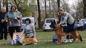 03.05.2026, СПб. Клуб «Глэд». Выставка собак САС 1 группы FCI