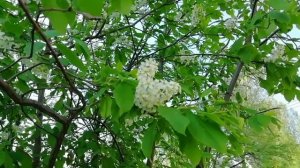 На Парковой черёмухи цветение