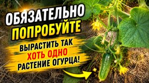 Огурцы будут самыми ранними - проверенный способ посадки!!!(попробуйте!)
