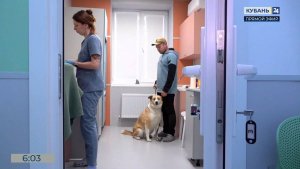 В Краснодаре проведут бесплатную вакцинацию домашних животных от бешенства