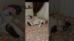 Память о собаке.