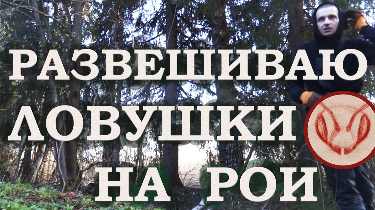 Развешиваю ловушки на рои