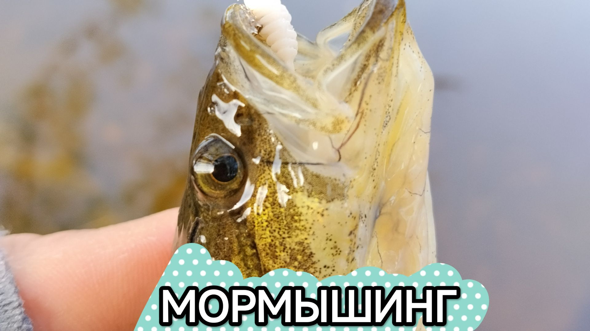 МОРМЫШИНГ ВЕСНОЙ🔥 /CF SUB ZERO 0.1-0,8/ смотреть онлайн