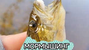 МОРМЫШИНГ ВЕСНОЙ🔥 /CF SUB ZERO 0.1-0,8/