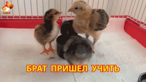 К суточным цыплятам пришёл 2-недельный брат и начал учить их кушать и пить