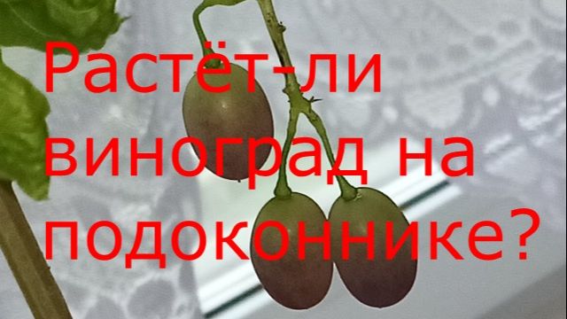 Виноград на подоконнике..mp4