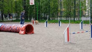 Вик, тренировка по адж, 10.05 - 2