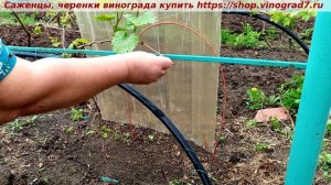Полярность вместо обрезки на обратный рост слабого саженца, 3 дня после обломки Пузенко Наталья