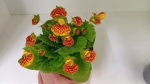 Комнатные растения. Кальцелярии из семян расцветают.
