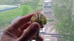 Амариллис : Семенные коробочки.