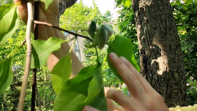 Деревья и кустарники ботанического сада в конце весны начале лета.