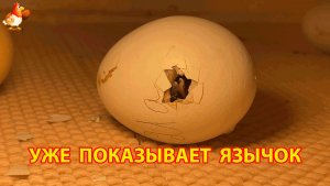 Цыплёнок пробил яйцо, и в дырочке уже видно его клювик и язычок