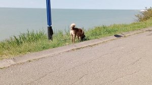 Неприятный отдыхающий в ошейнике😉