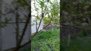 Наш огород