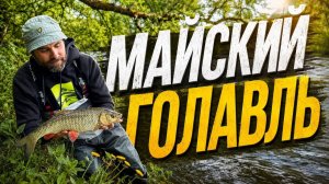 Охота за майским голавлем в Тульской и Липецкой области.