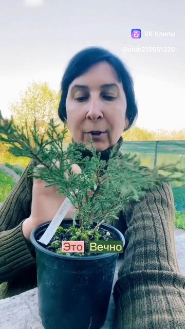 Можжевельник Андорра Компакта