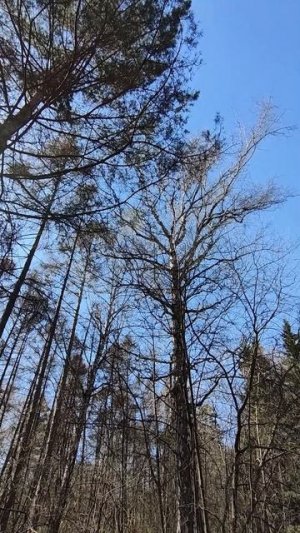 Уйти в лес, чтобы...