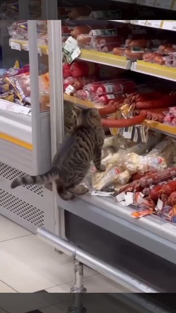 Изъятие просрочки #top #cat #кошки #коты #кот #котики #топ