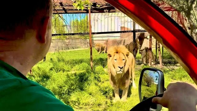 СВЕРШИЛОСЬ! Мы снова с Олегом Зубковым среди львов, я их не видела ПОЧТИ ГОД!!!