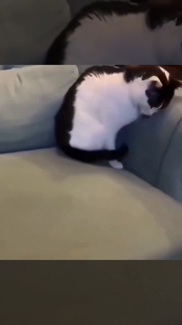 Кот в круг