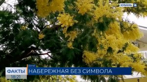 Популярная среди туристов мимоза пропала с Приморской набережной в Сочи
