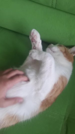 мой 2 кот