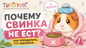 Морская свинка не ест? Главные признаки болезни