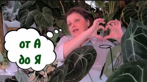 ВЕГЕТАТИВНОЕ РАЗМНОЖЕНИЕ АНТУРИУМОВ. Самые эффективные и безопасные способы.