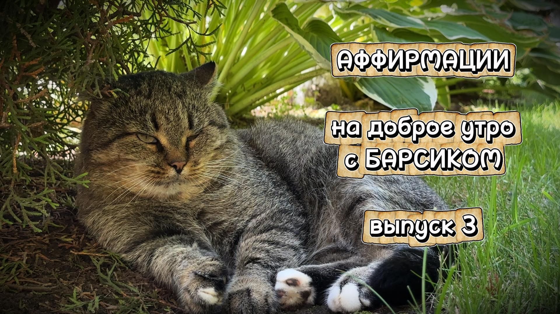 Аффирмации на доброе утро с Барсиком, выпуск 3