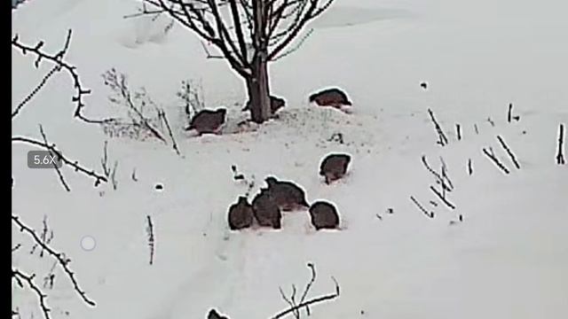 Куропатки зимой в подмосковье