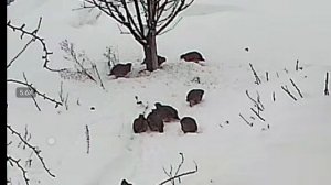 Куропатки зимой в подмосковье