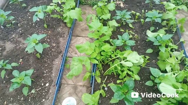 Посеяла морковь свёклу, лук. Как обстоят дела в теплицах?