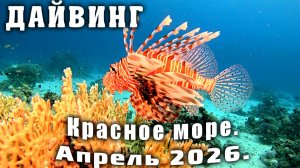 Дайвинг. Красное море Апрель 2026.