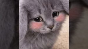 Котокролик :D