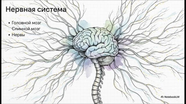 Окружающий мир 3 класс Организм человека