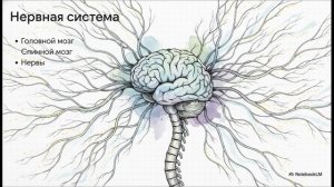 Окружающий мир 3 класс Организм человека