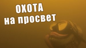 ЗДЕСЬ ИХ БОЛЬШЕ СОТНИ!!! ПОДВОДНАЯ ОХОТА НА ТОЛСТОЛОБИКА!!! СДЕЛАЛ СЕЛФИ ПОД ВОДОЙ!!