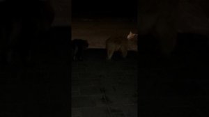 Ночные коты 😺😺😺 поговорили 🐈🐈⬛🐈