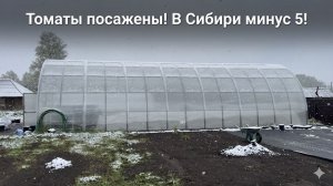 Томаты посажены! В СИБИРИ Минус 5!