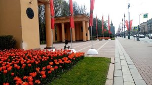 Санкт-Петербург - тюльпаны