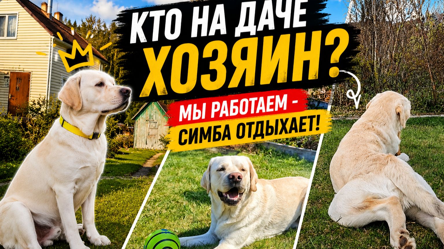 Кто на даче хозяин? Мы работаем - Симба отдыхает!