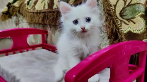 Котёнок Мики не нападает на маму-кошку.  Котёнок играет с кошкой-матерью.