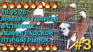 🔥🔥🔥 10.05.26 Ярмарка голубей в станице Ленинградской. Птичий рынок. Часть 3.